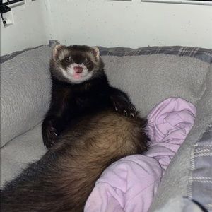 Meet your Posher, Addison